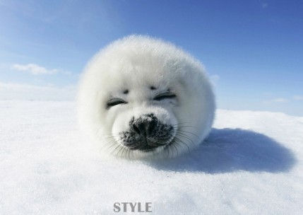 萌翻了！到世界動(dòng)物觀賞地來(lái)一場(chǎng)“萌寵”之旅